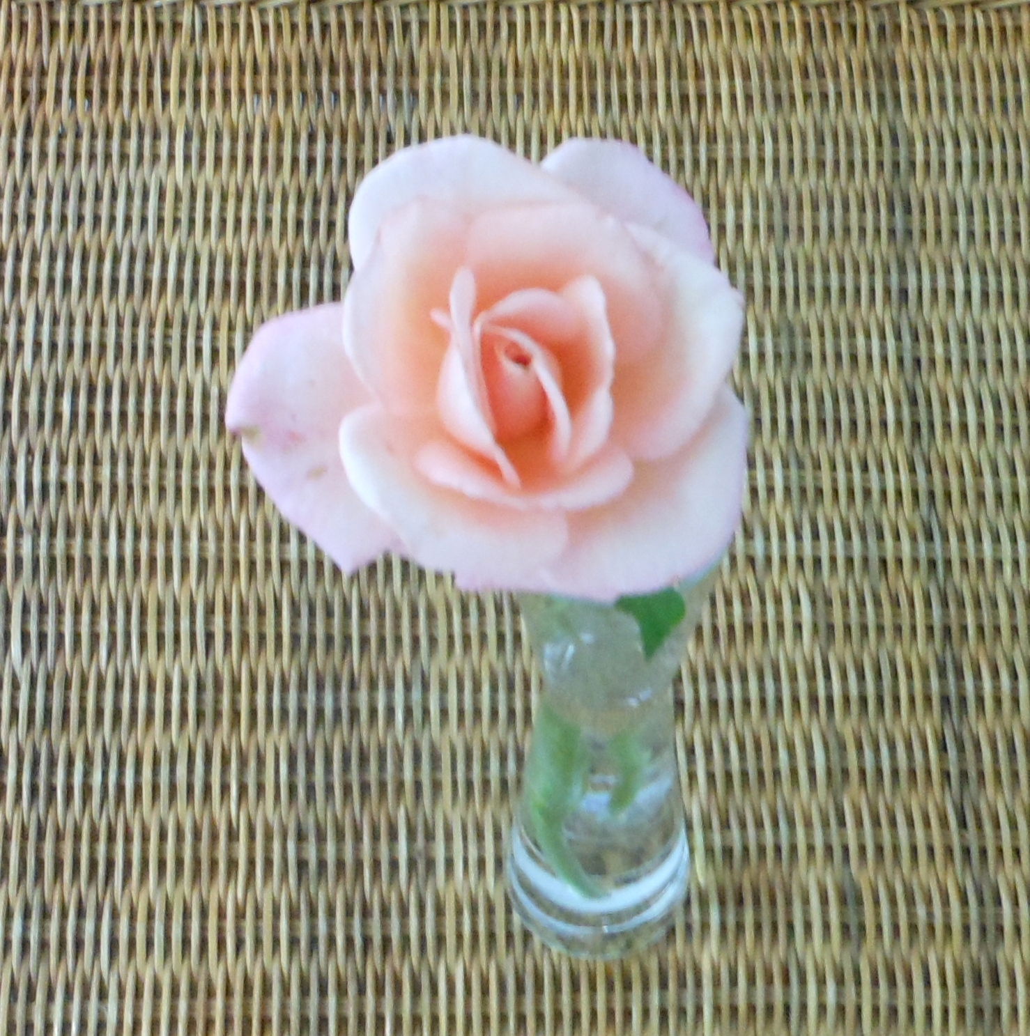 Nature Is My Elixir: If you love roses...