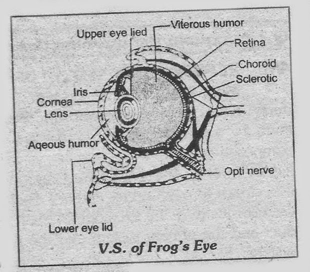 Notes Guide Book: Write a detailed note on the eye of frog.