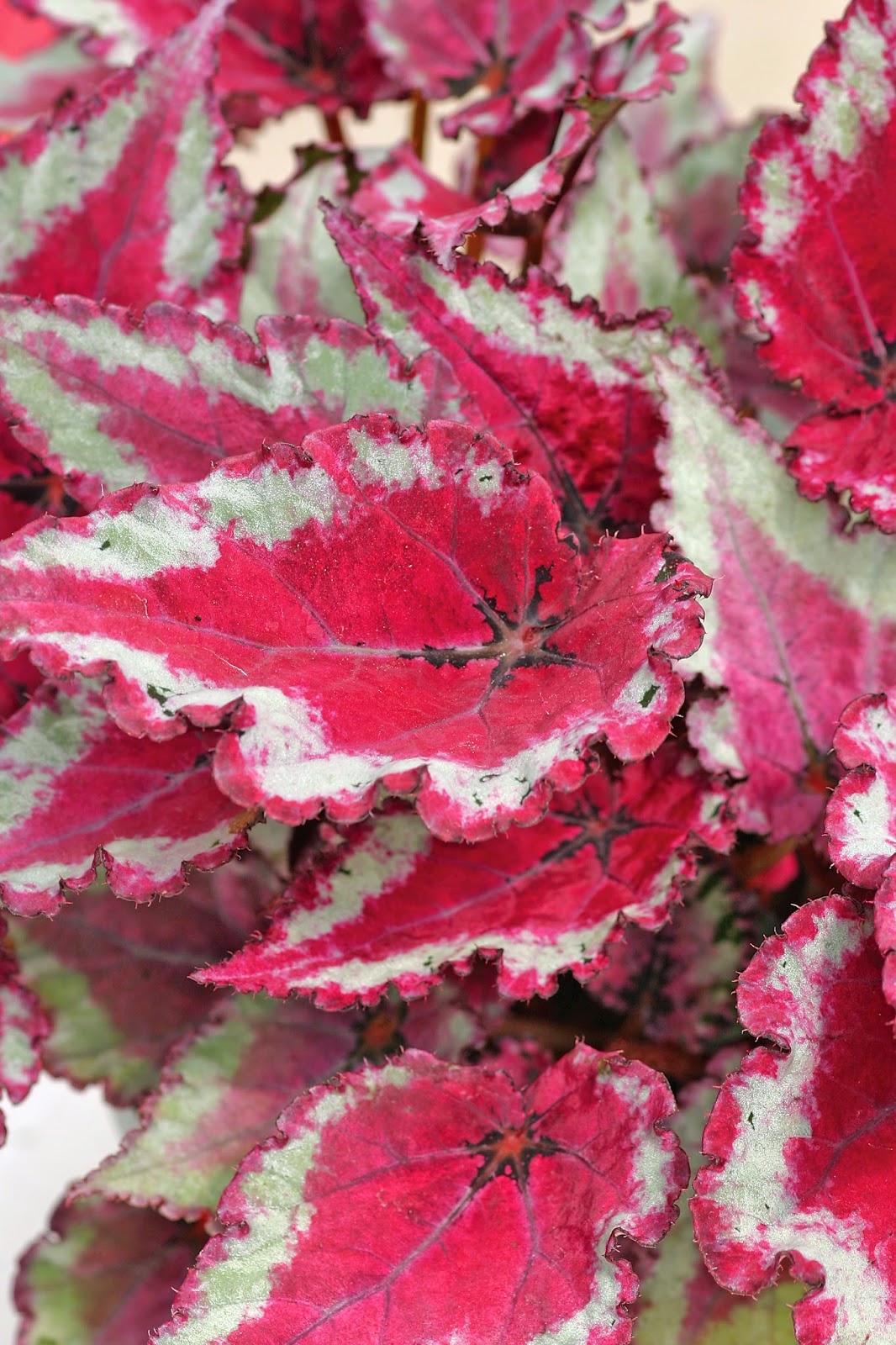 Бегония св канада Бегония св канада