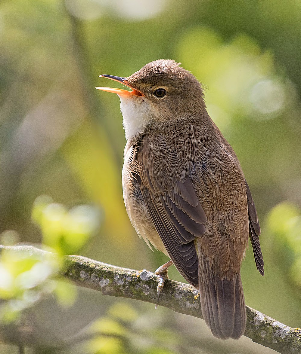 CAMBRIDGESHIRE BIRD CLUB GALLERY Reed Warbler