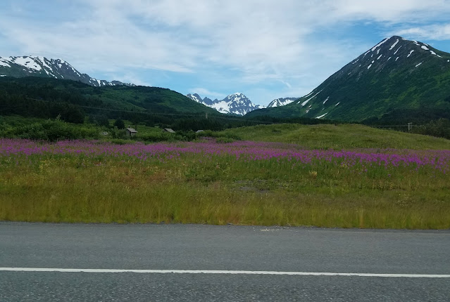 View of mountains and fireweeds off Seward highway