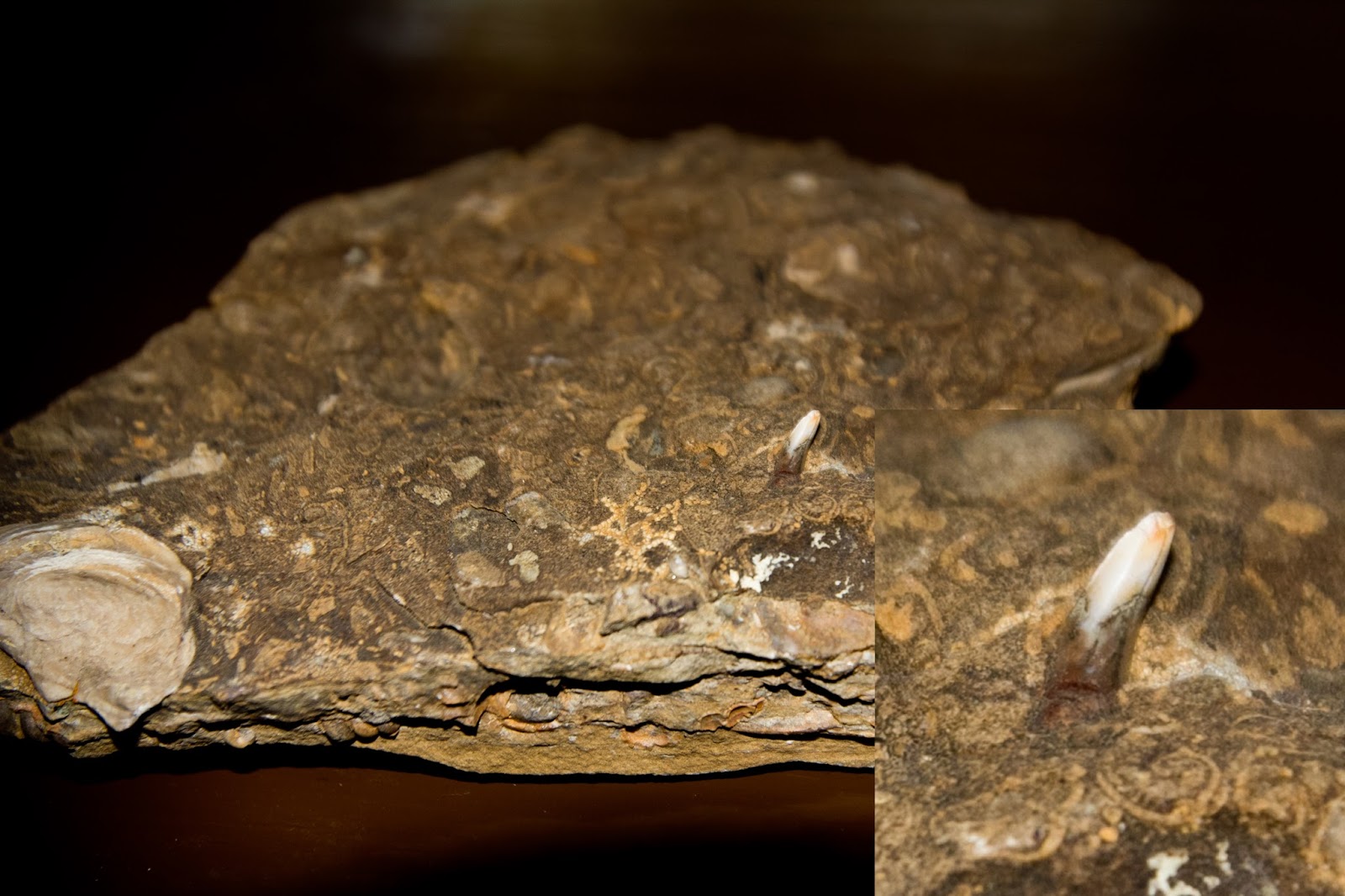 The Kansas Outback Fossilssixth in a series of the eight natural