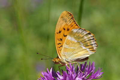 Argynnis paphia