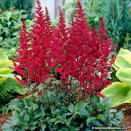 Over 20 Shade Loving Perennials & Annuals Rustic & Refined