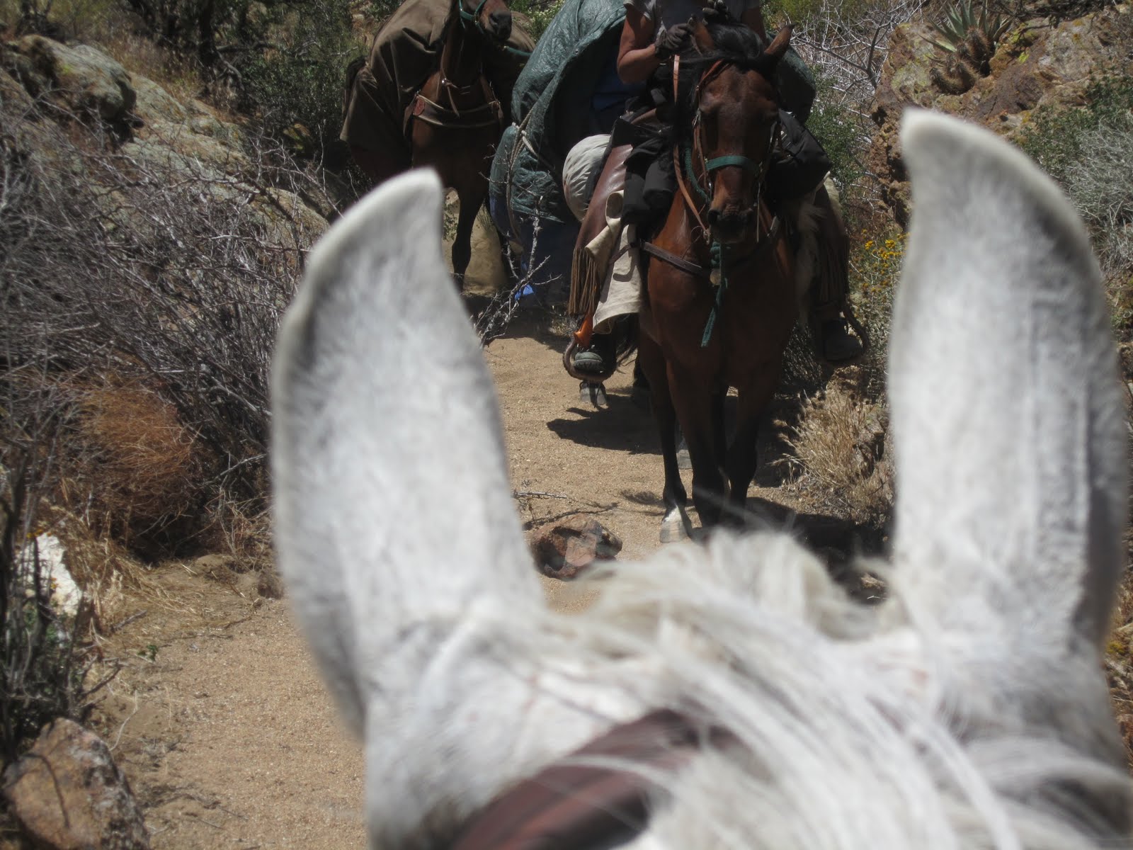 THE EQUINE NOMAD Rattlesnakes, Quicksand, and a Lame Horse