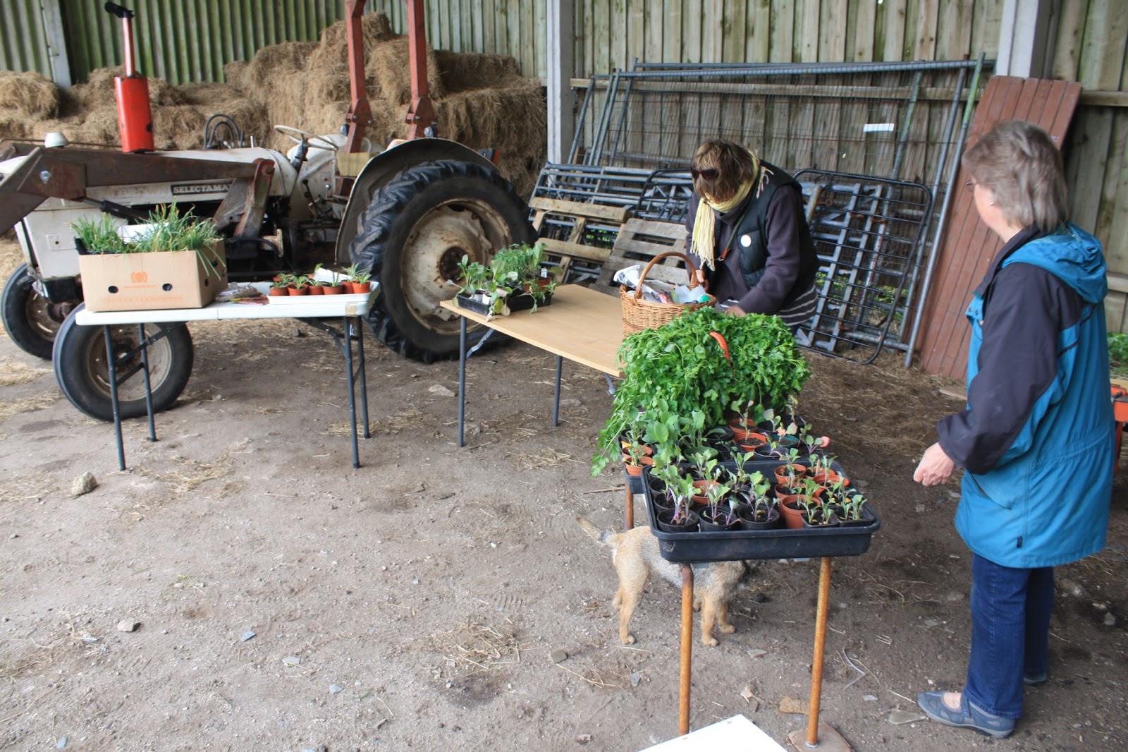 Bosavern Community Farm Seedling swap.