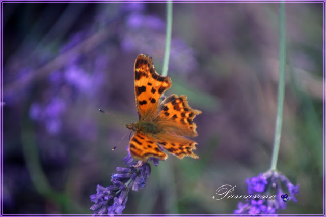 lavender, lavender and bee, lavender and butterfly, lavender candles, lawenda, owady na lawendzie, lawendowe świeczki, decoupage na słoikach