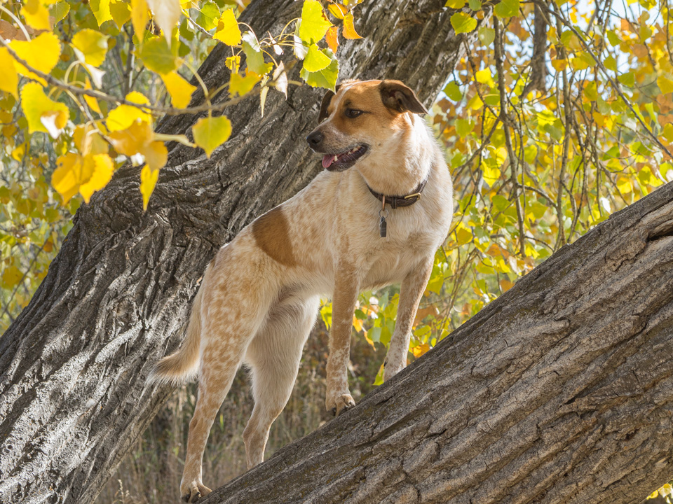 Dog Portrait Photography Moxie, the Wonder Tree Climbing Dog
