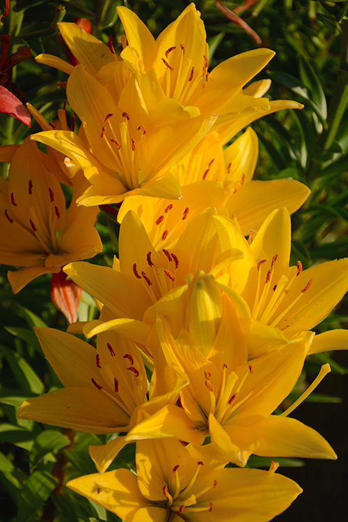 flowers; blooms | My Darling Days flowers; blooms | My Darling Days