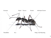 Ant Diagram Ant Diagram
