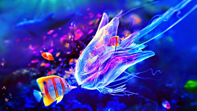 Jellyfish - HD Wallpapers | Earth Blog