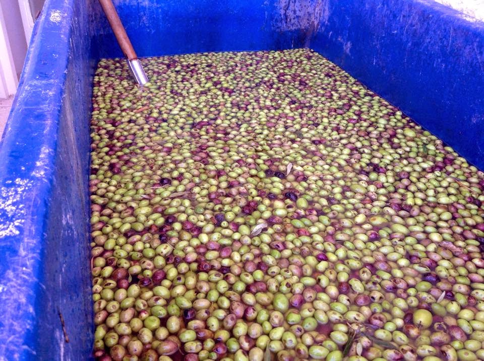 From Where I Stand The Olive Press