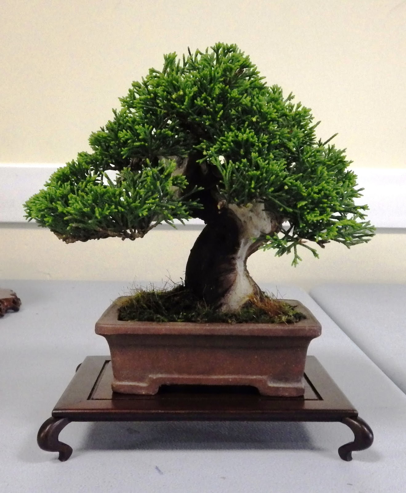 Bespoke Bonsai Stands British Shohin Association day