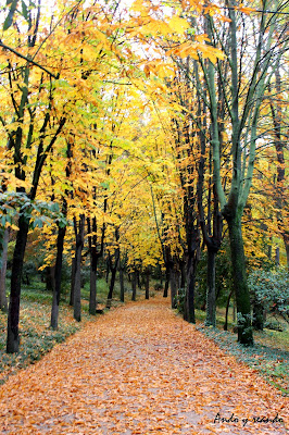 Paseo de plátanos en los jardines del Campo del Moro. Jardines de otoño