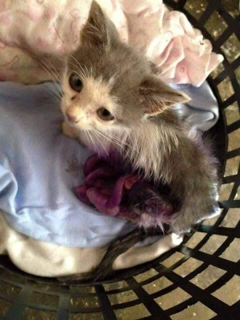 Anak Kucing yang Malang Hingga Perut Kucing Bisa Seperti Ini! (Kisah Sedih si Kucing Imut Ini)