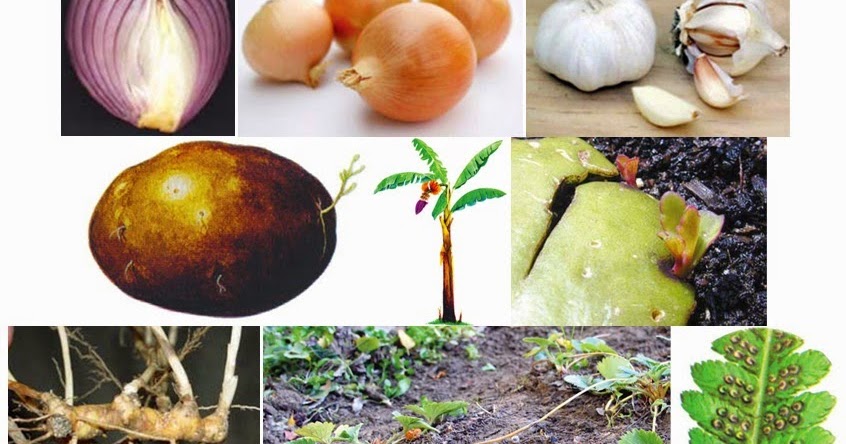 Contoh Model Pembelajaran Ips Di Sd NN Rumah