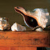 4 SHELLS