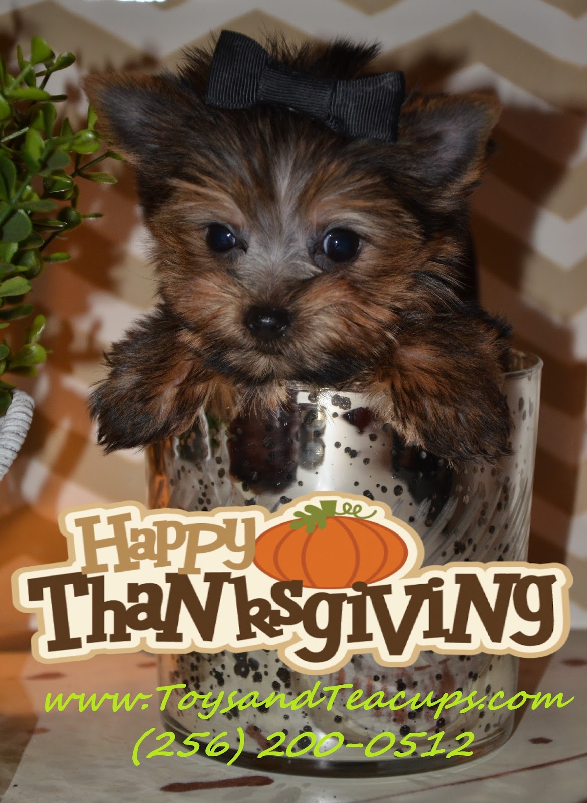 Alabama Toys & Teacups