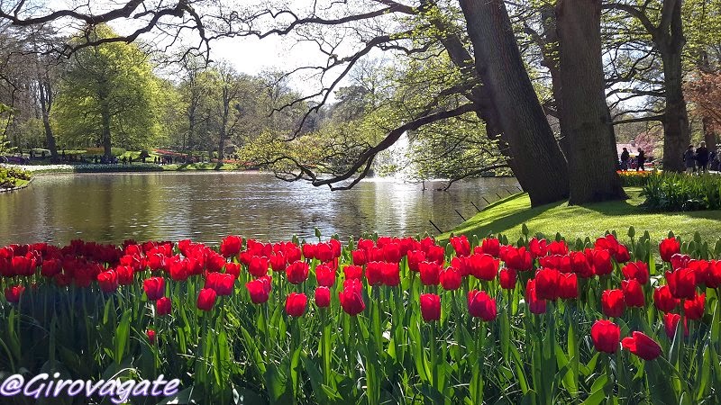 parco fiori keukenhof olanda