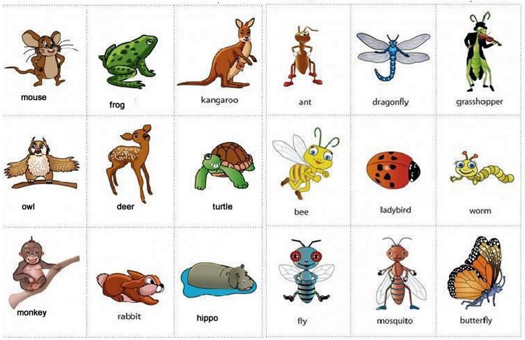 160 Nama  Hewan  dalam Bahasa Inggris Pelajari Inggris