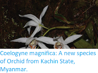 https://sciencythoughts.blogspot.com/2017/11/coelogyne-magnifica-new-species-of.html