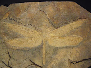 Fósil de Meganeura