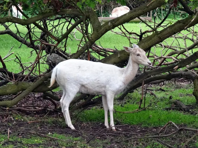 Albino deer