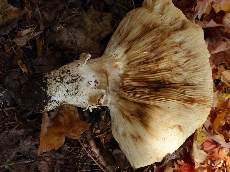 Faaxaal Photos nature gratuites et libres de droits Tricholoma