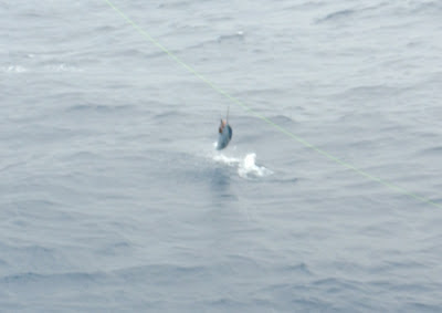 VIII Campeonato Nacional de Big Game Trolling 2013 (Primera Parte).