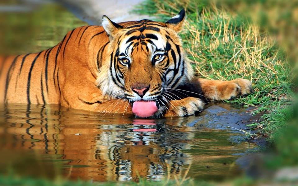 Tiger Conservation - Tiger safari - Wildlife Blogs - India