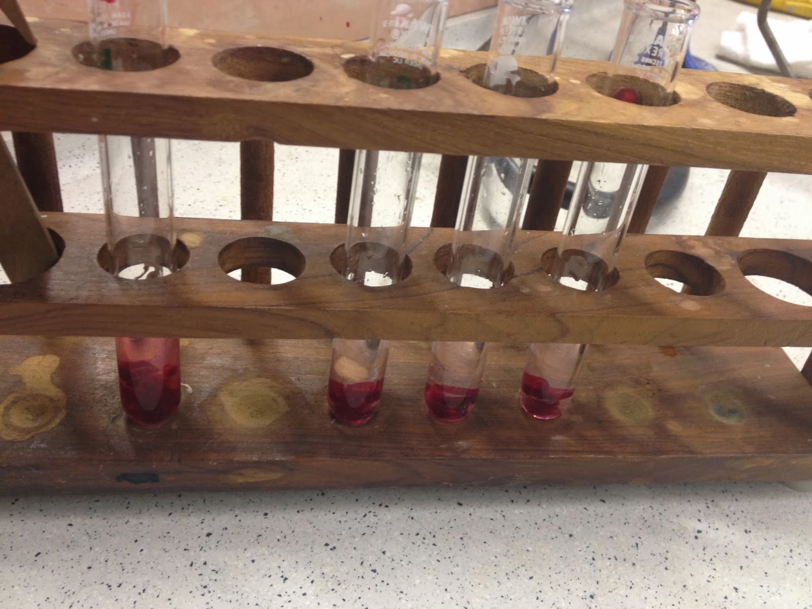 Biology Interactive Notebook Natasha Tai (Class 304) Beetroot