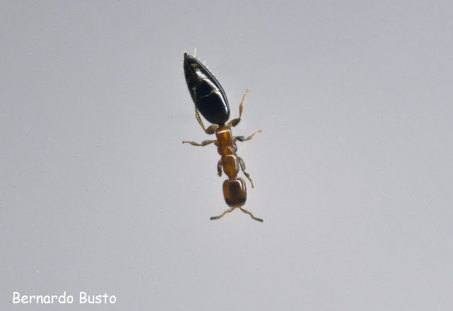 Ron Rones Insecto RÍA DE LA VILLA: marzo 2016