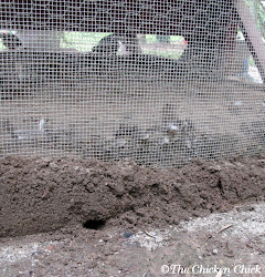 rodents chicken chickens rat around rats coops burrow mice control dug coop proof burrows tips rodent type damage backyard evidence