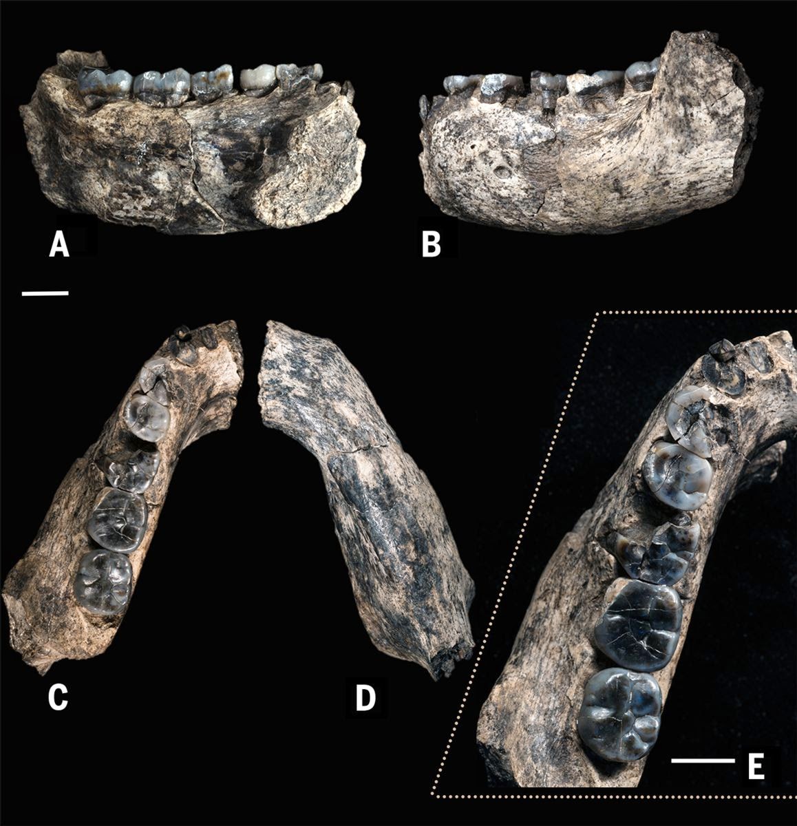 Enésima Centuria Encontrados en Etiopía los restos fósiles del Homo más antiguo Enésima Centuria Encontrados en Etiopía los restos fósiles del Homo más antiguo