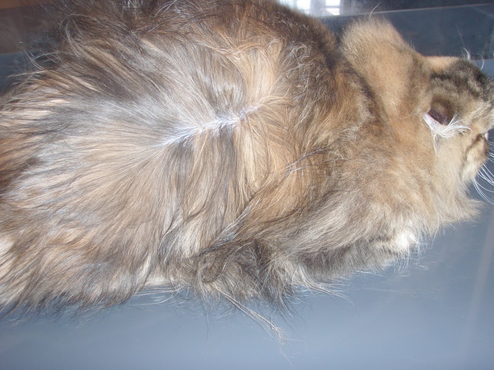 Nose 2 Tail Pet Care Latest News: Cat Grooming School - Day 8 - Cat Grooming Face Matting