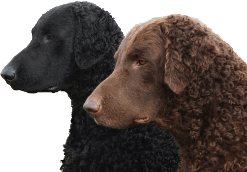 Everything About Your Curly Coated Retriever Luv My Dogs Curly Coated Retriever, How Long Do Curly Coated Retrievers Live