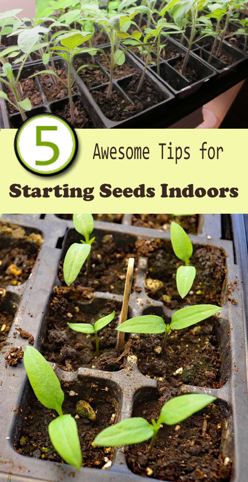 5 Awesome Tips for Starting Seeds Indoors