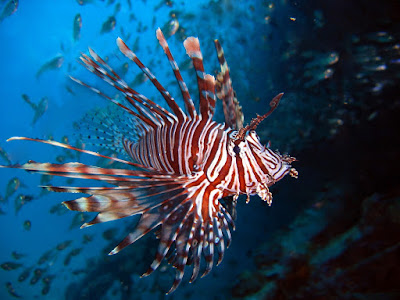 lionfish invasive coral defense effects reef biodiversity goldberg danielle spines exhibiting aid strategy fig many its which