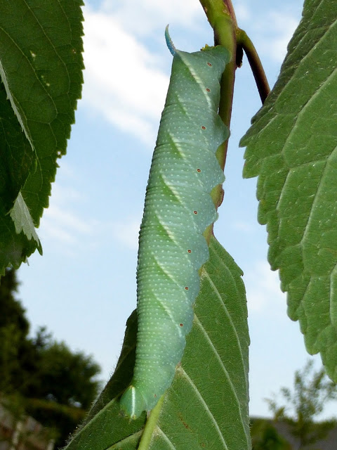 Mimas tiliae caterpillar Mimas tiliae caterpillar