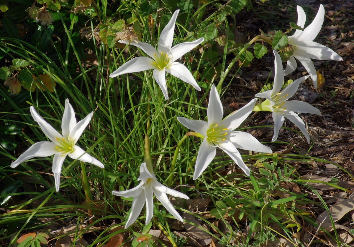 Zephyranthes atamasca - Atamasco-Lily - Atamasco Rain-Lily