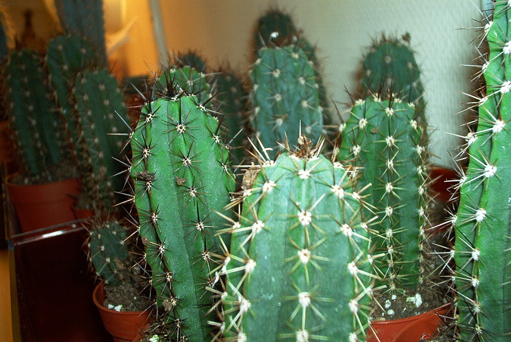 кошениль мексиканская размножение. кактус кол тся. кактус ламинария акутус. осязание кактус. растения против зомби 2 кактус.