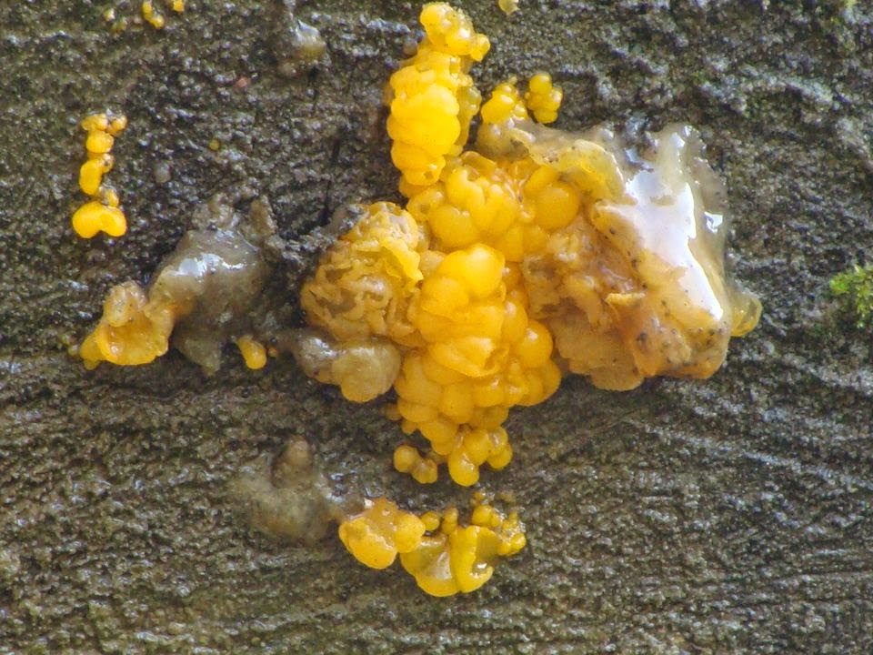 Dacrymyces palmatus DSC32175