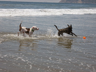 Dogs Running In The Sea