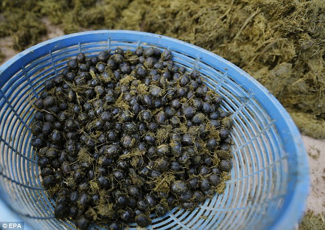 Fil bokundan kahvenizi içtinizmi? )) En Dandik Blog