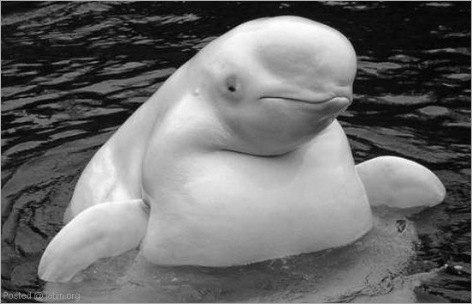 Top 10 Incredible Fattest Animals 1001Archives Fat Animals10 Thumb%255B3%255D