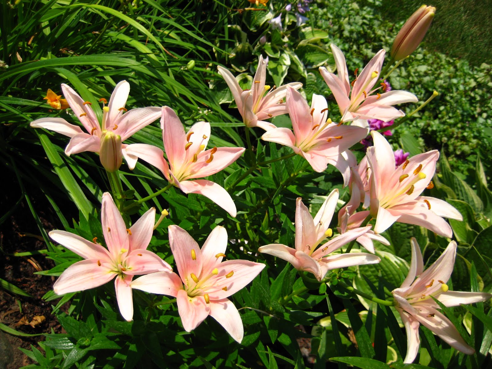 Lilies of the fields
