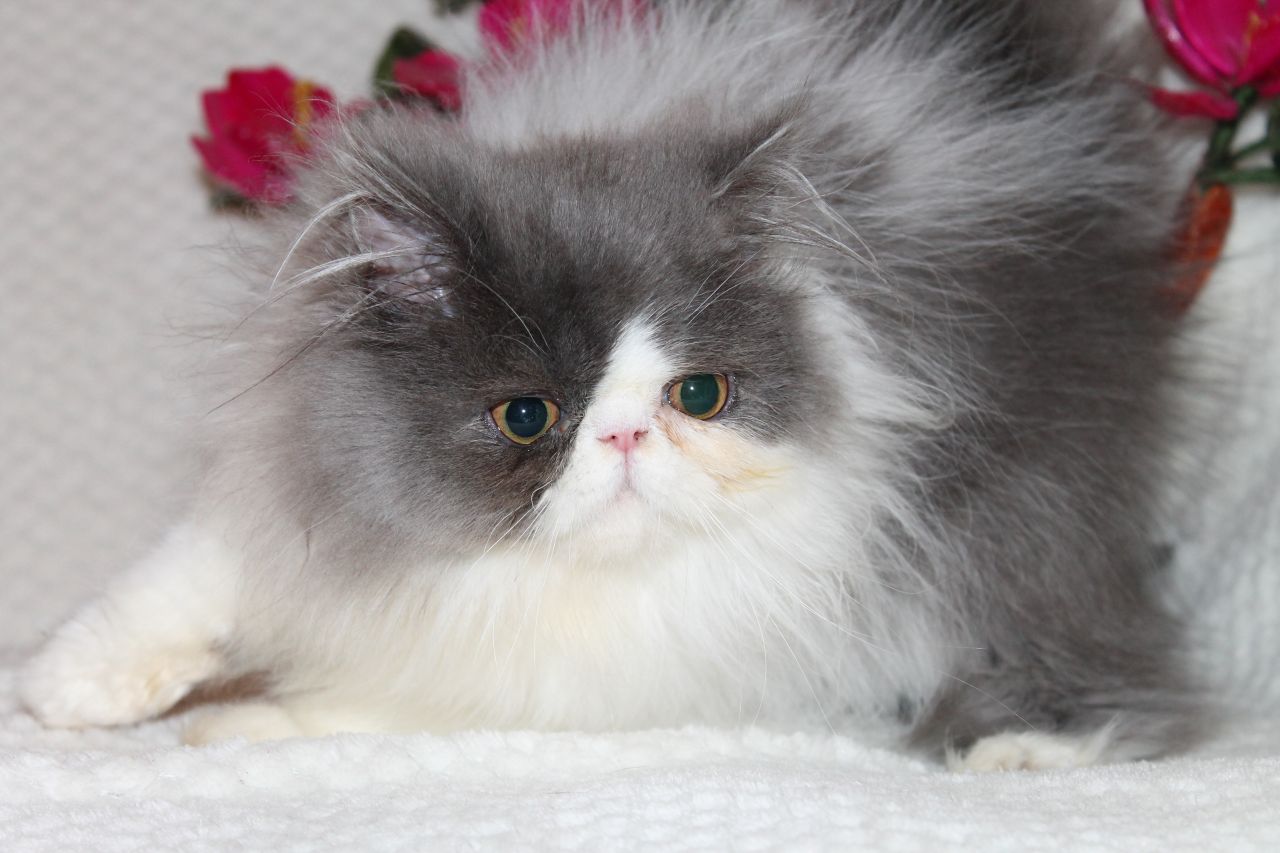 Персидский кот биколор. Персидский кот голубой биколор. Персидская двухцветная кошка. Персидская кошка девочка