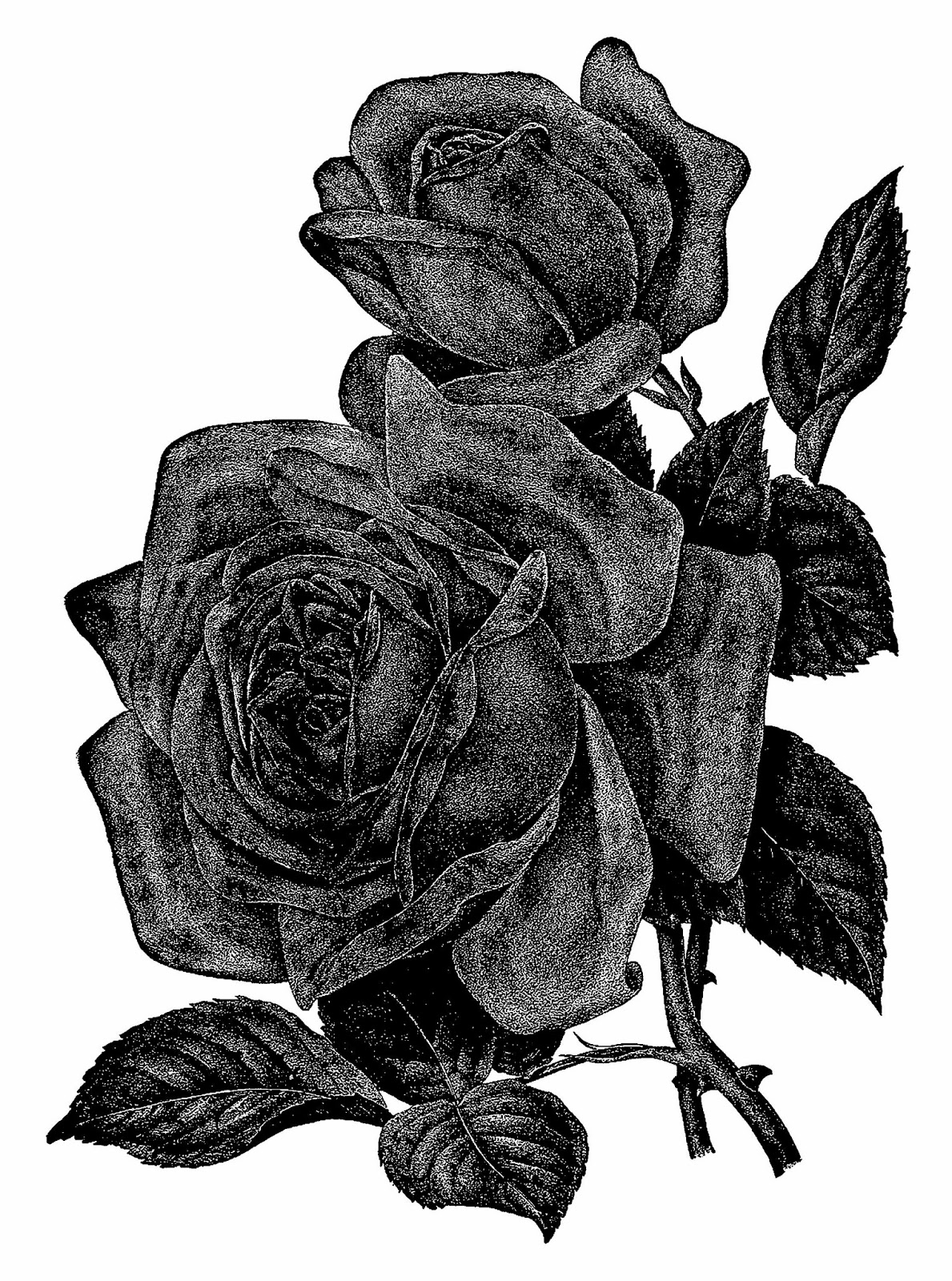 Картинки черных цветов. Черно-белый цветок. Черные цветы. Винтажные цветы. Черные рисунки.