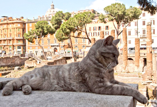 Il Gatto Per I Romani Romanoimpero Com