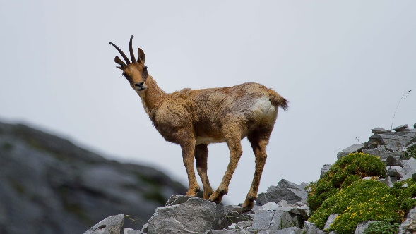Mundo de Animales : ANIMALES DE MONTAÑA.